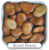 Broad bean