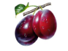 Plum