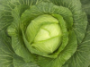 Cabbage