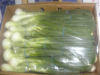 Spring Onion