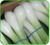 Spring Onion