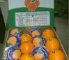 Egyptian Fresh Navel Orange