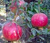 Pomegranates