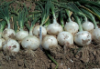 White Onions