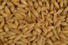 Barley