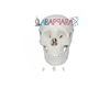 Adult Skull Life Size